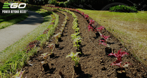 How to prepare your flower beds for planting
