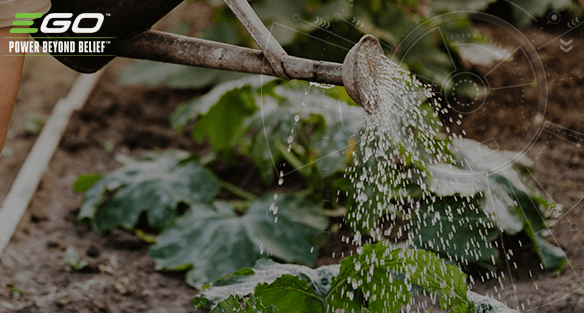 How to capture and store garden rainwater