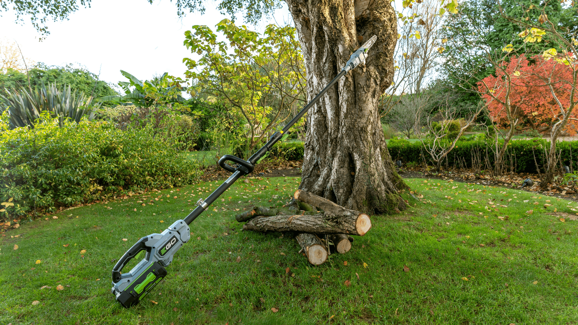 When to Prune Apple Trees in the UK