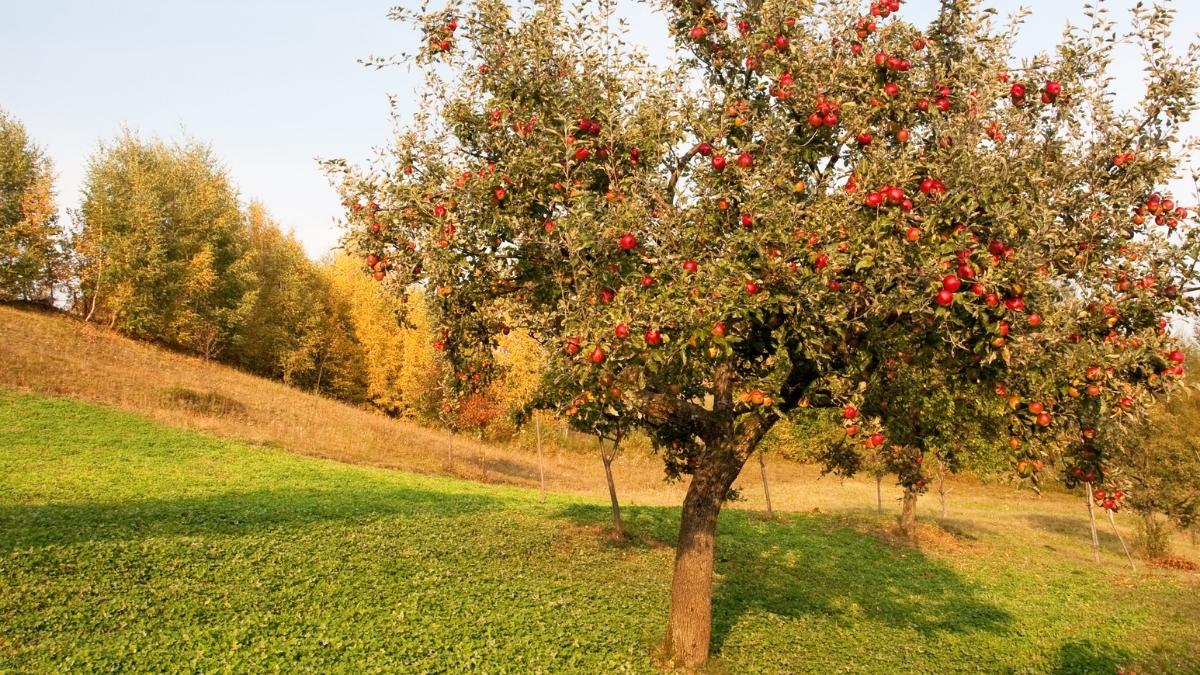 When to Prune Apple Trees in the UK