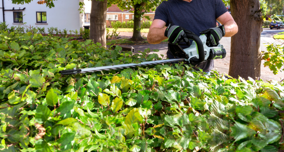 When to Trim Box, Beech & Laurel Hedges