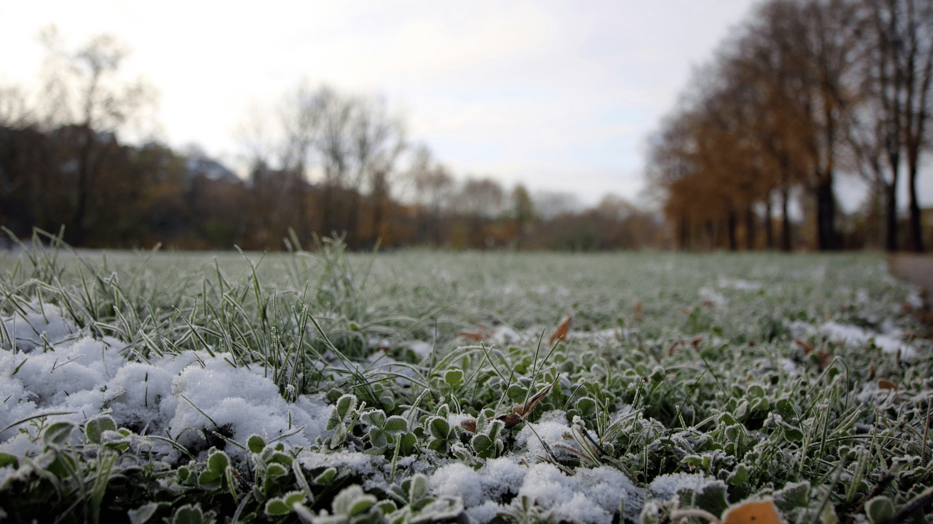 Winter Lawn Care Mistakes to Avoid (and What to Do Instead)