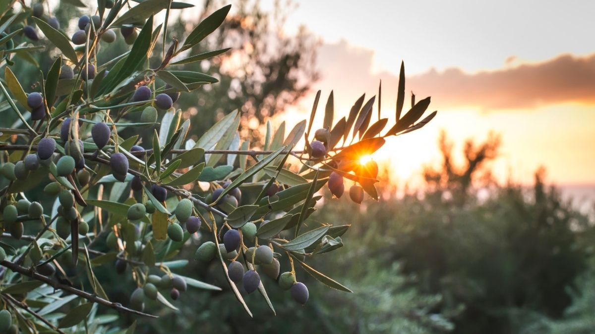 When to Prune Olive Trees in the UK