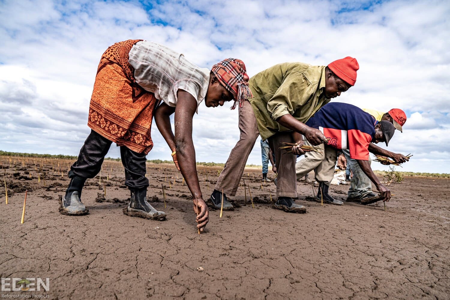 Mangrove Planting in Mozambique